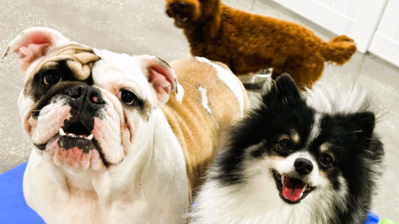 Hounds Town Atlanta - Smyrna