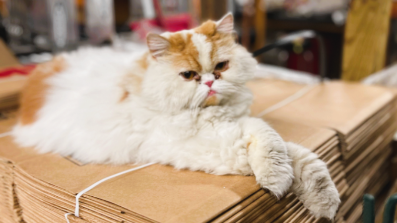 Vickery Ace Hardware