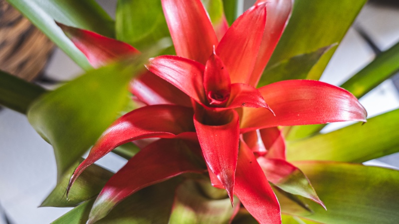 Mariposa Plants & Flowers