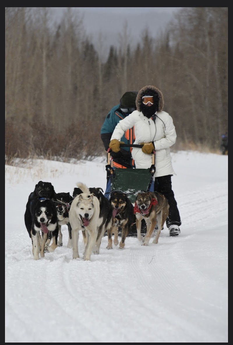 Snow Buddy Sled Dog Adventures
