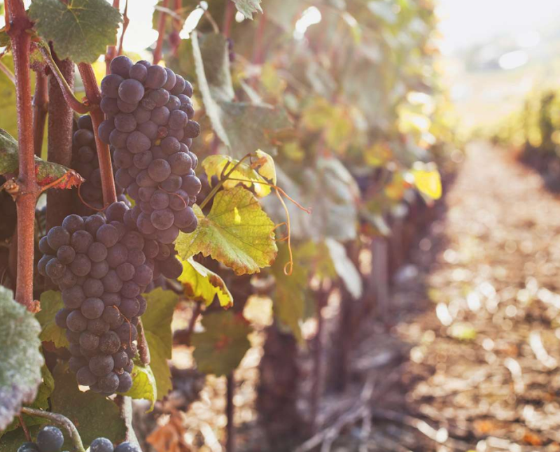 Plume Ridge Bottle Shop