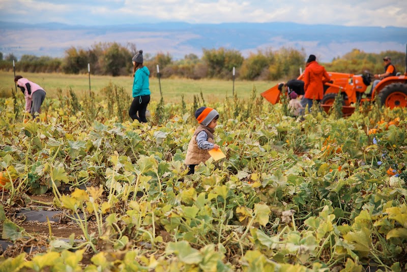 The Patch at Jensen Farms