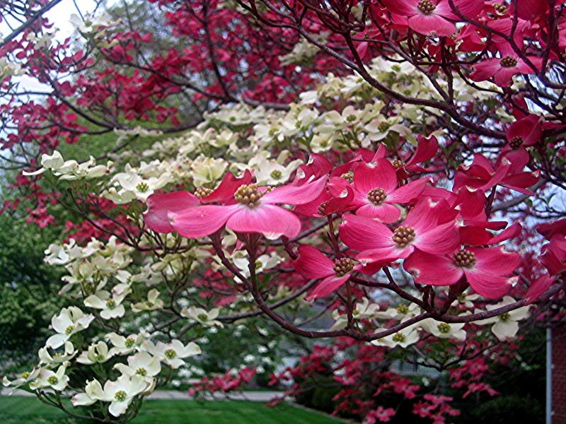 Deja Vu Gardens Galore Nursery