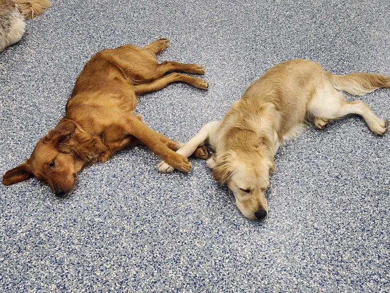 Wags & Whiskers of the Wiregrass