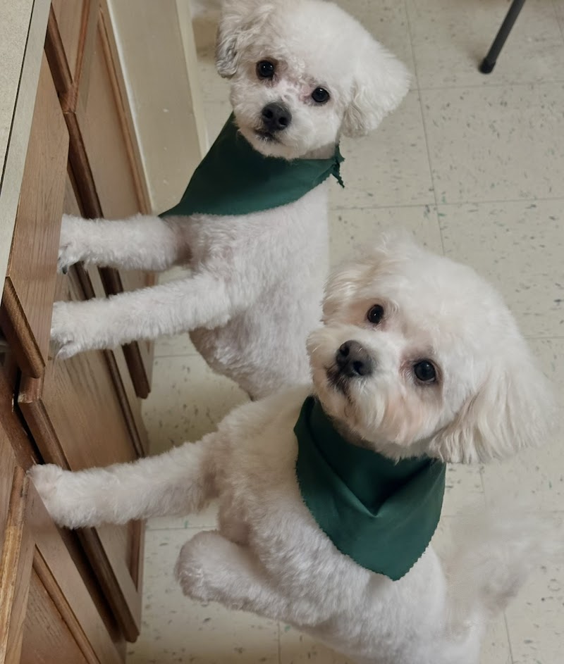 Fluffy Paws Dog Grooming