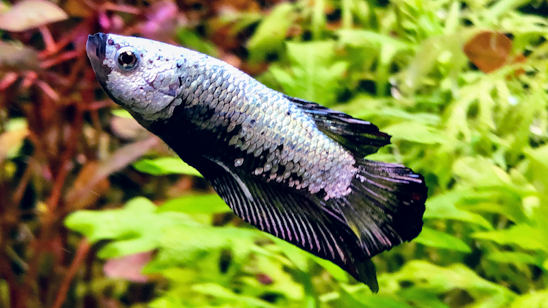 Red's Aquarium & Pet Supply