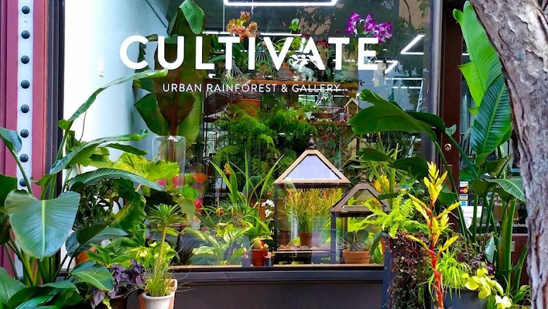 Cultivate Urban Rainforest & Gallery