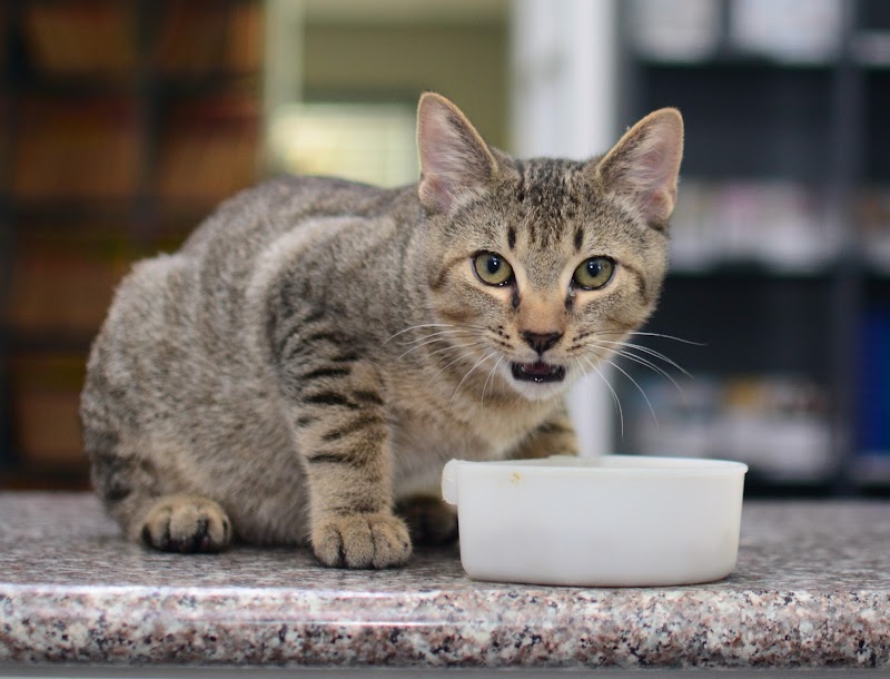 Giles County Animal Hospital