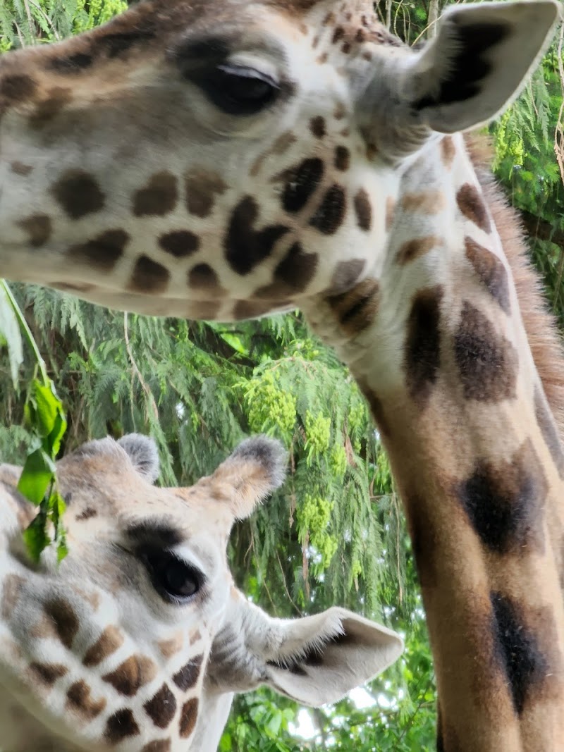 Woodland Park Zoo (ONLINE ONLY)