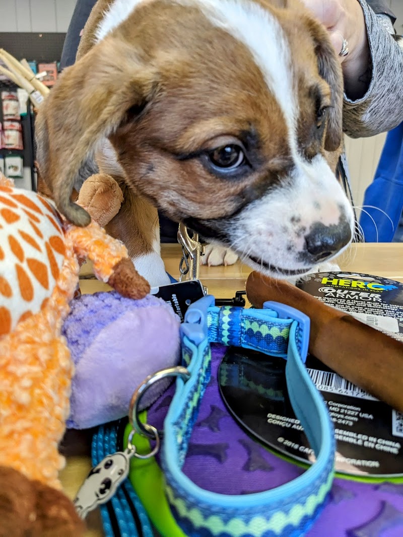 Felicity's Pet Supplies