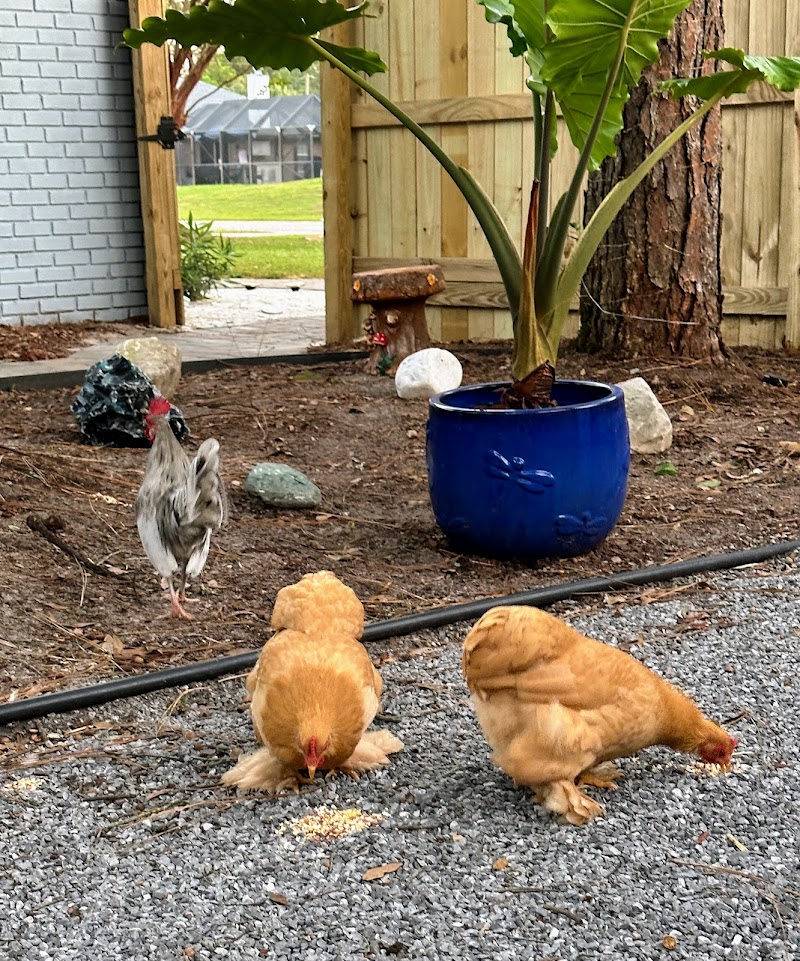 Bunnychick Haven of Navarre Corporation