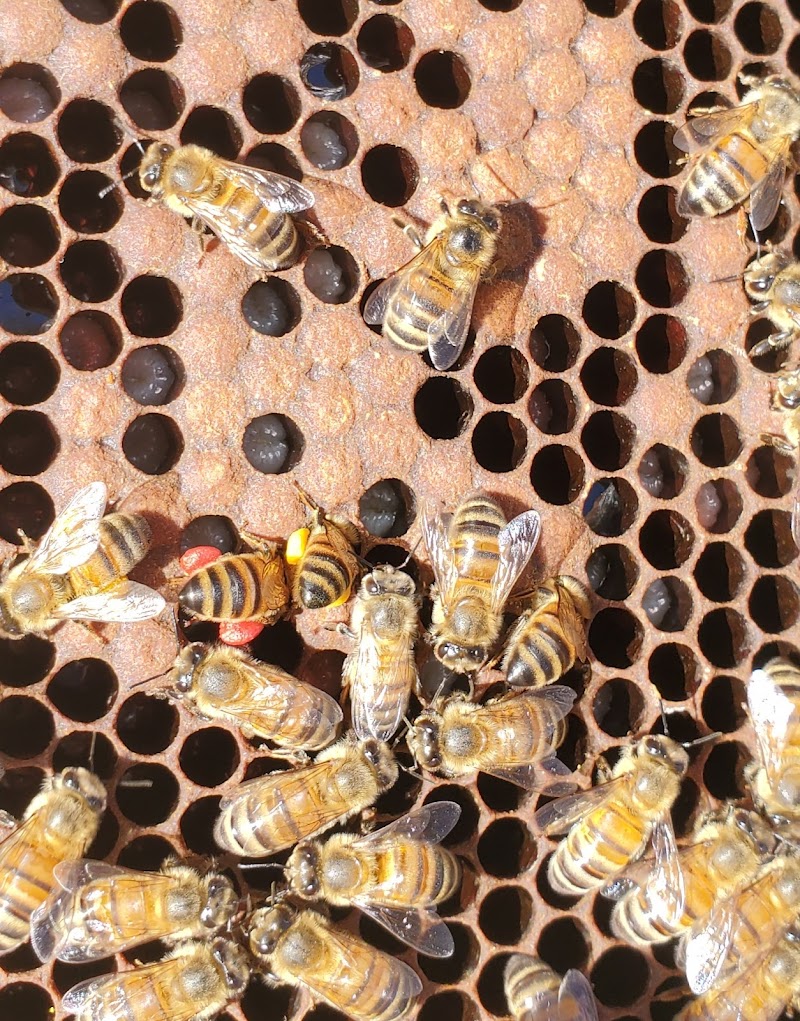 Franklin County Farmer's Market