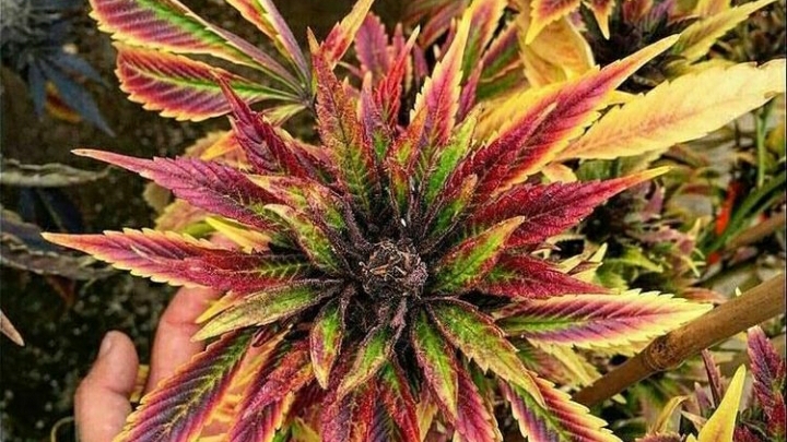 SunKissed Greenz CBD Laboratories