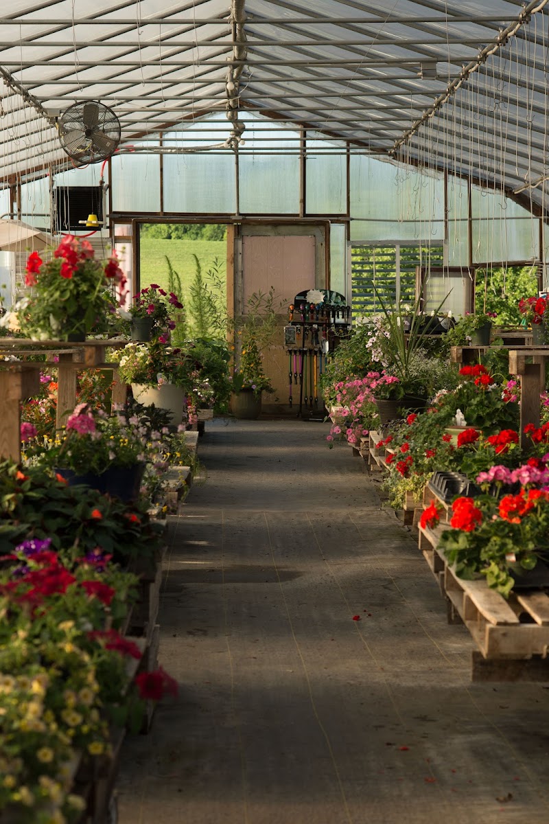 Aunt Beez Greenhouse
