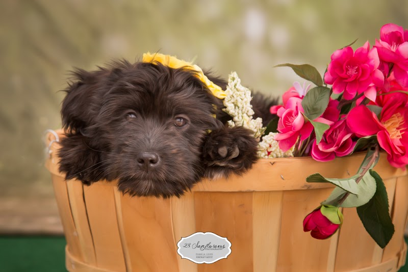 28 Sunflowers Photography