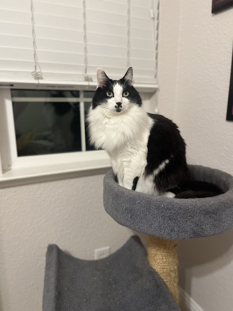 Brentwood Family Pet Care