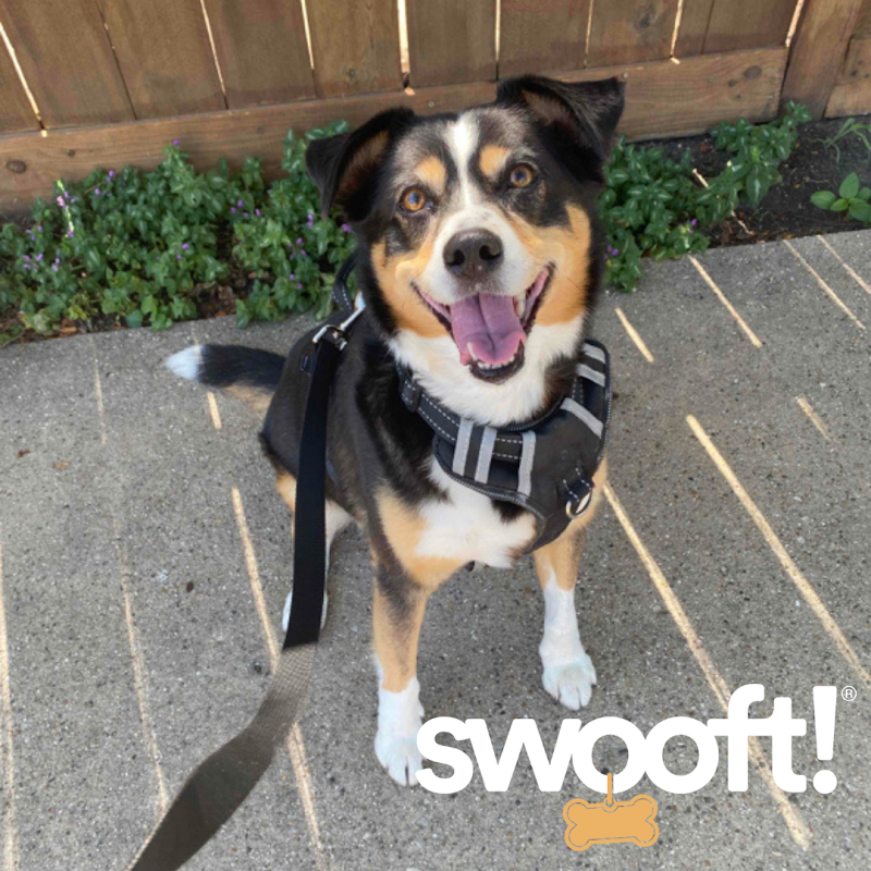 S'wooft Dog Walking & Pet Care