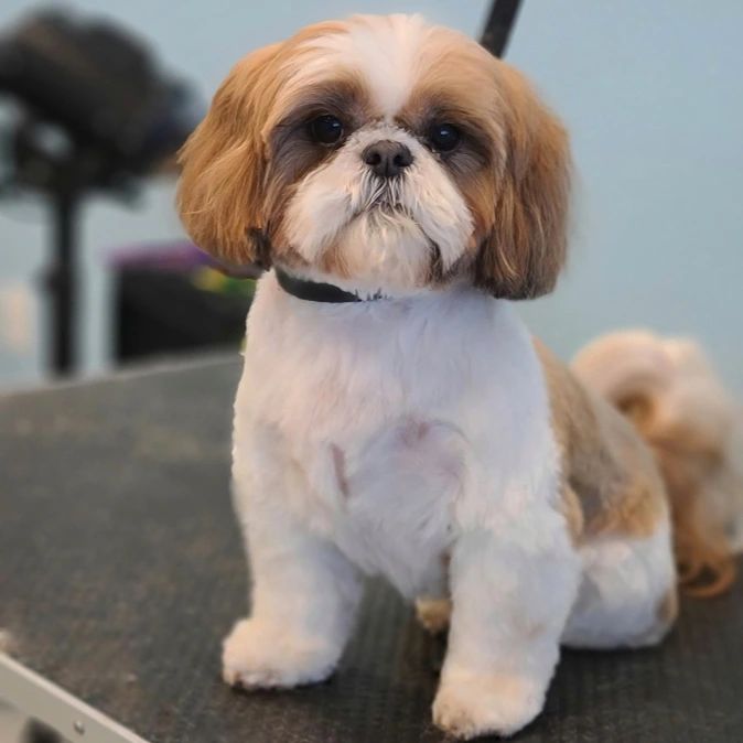 Yappie Cuttery Pet Grooming