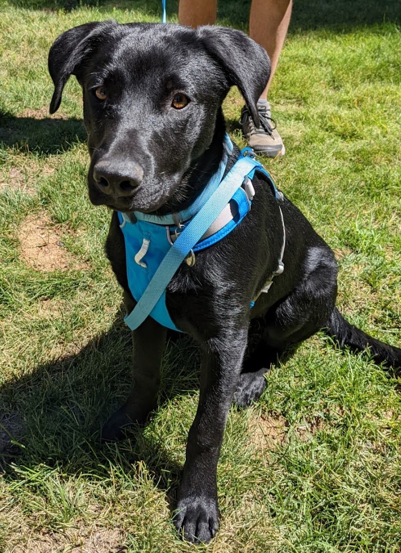 Professional Dog Mom LLC