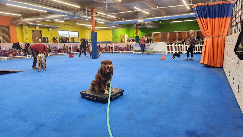 Urban Pooch Training and Fitness Center