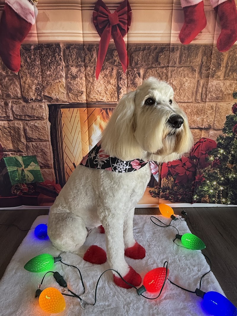 Frisco Pet Grooming & Spa