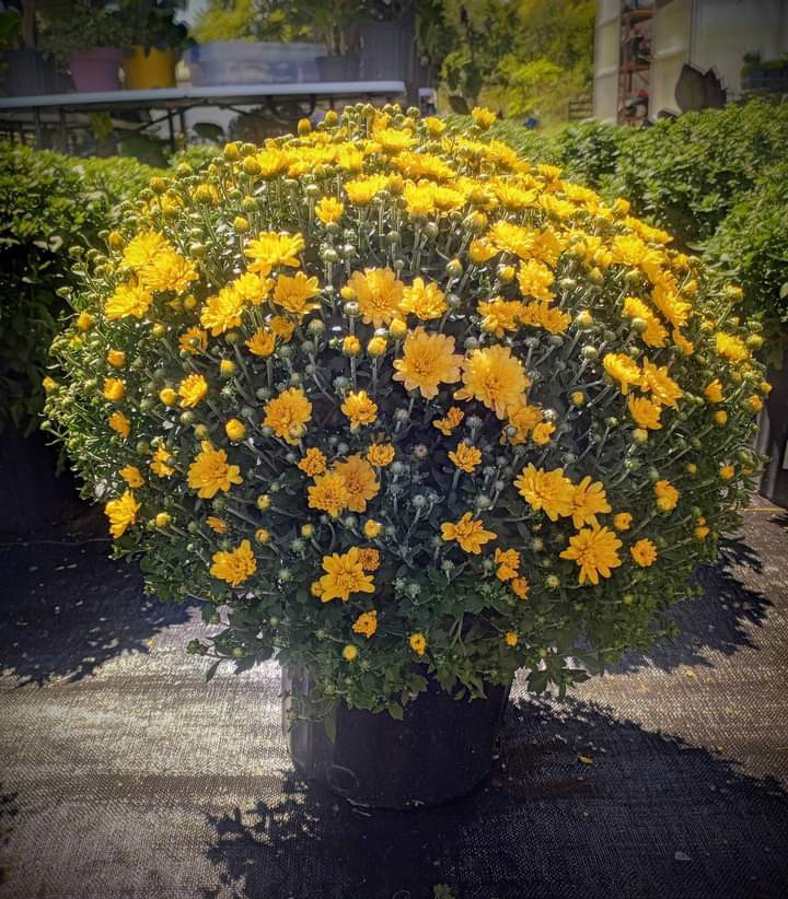 Facets Greenhouse, Inc.