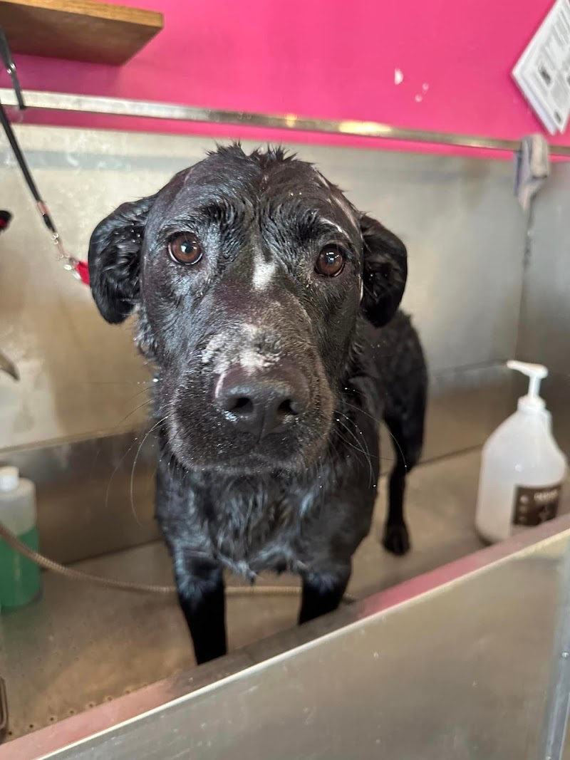 Pink Paws Play and Stay