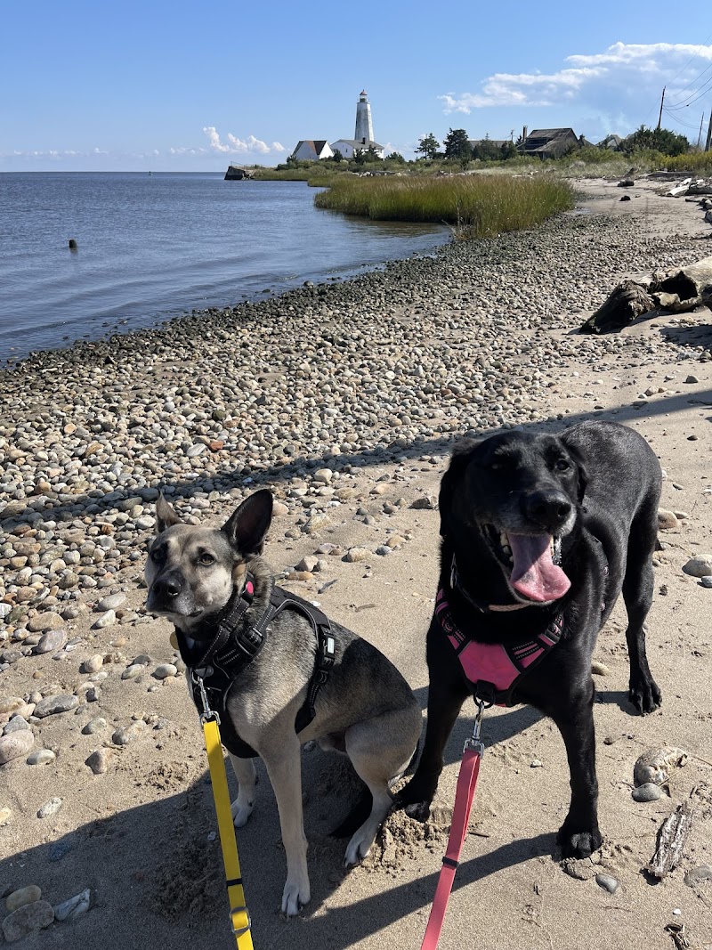 Shoreline Happy Paws LLC