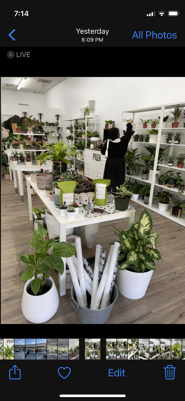 PILEA PLANT SHOP