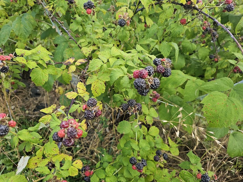 Mitchell's Berries