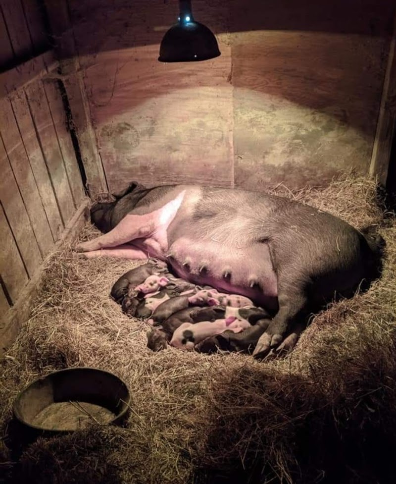 Palisades Point Pasture Pork