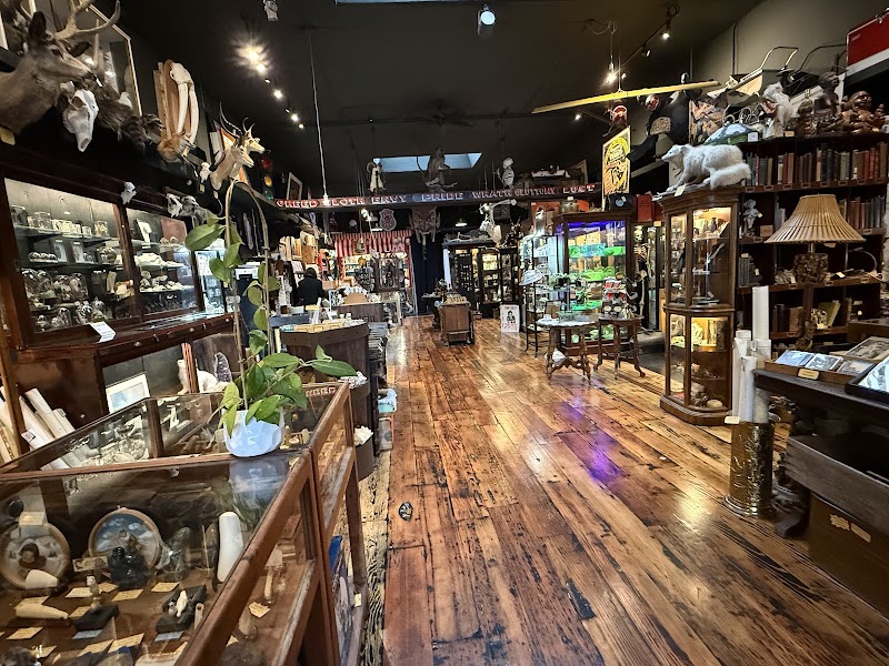 Ballyhoo Curiosity Shop