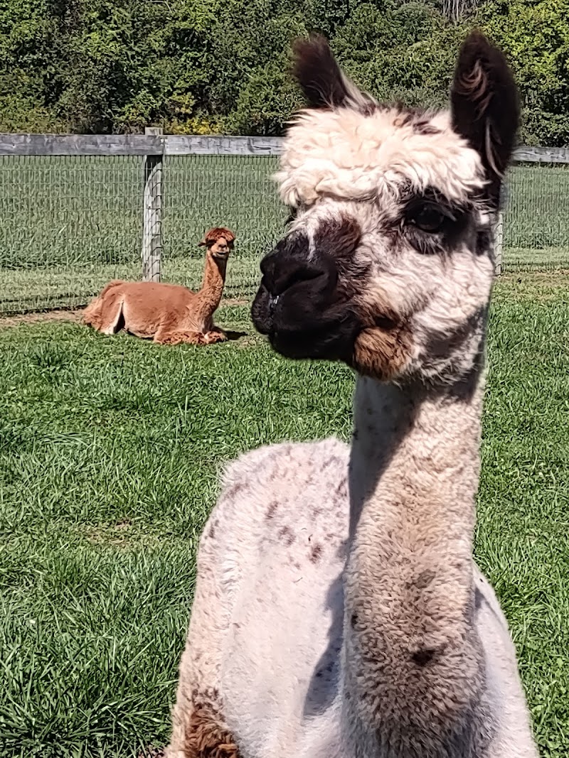 Spectrum Alpaca Farm