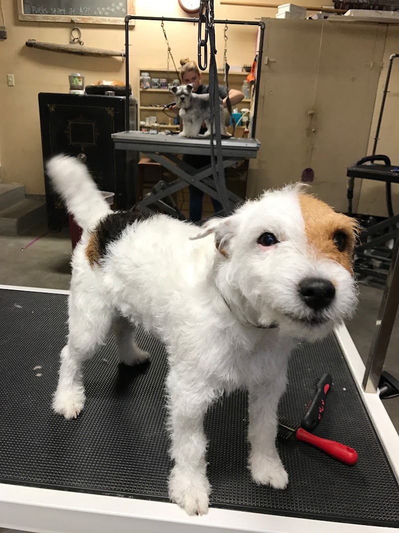 No Bad Hair Days Dog Grooming, Boarding and Daycare 