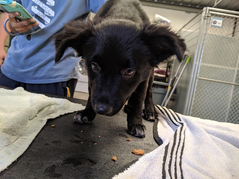 Second Chance Animal Shelter of Selma