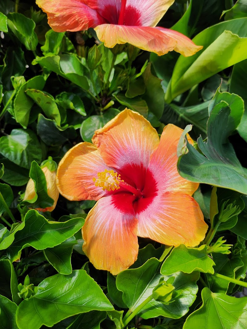 Colonial Classics, Inc (Retail Store Only)