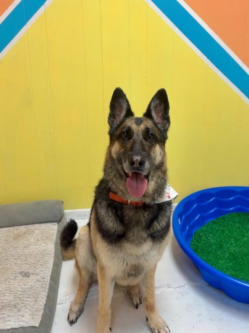 Fenix & Friends Dog Spa