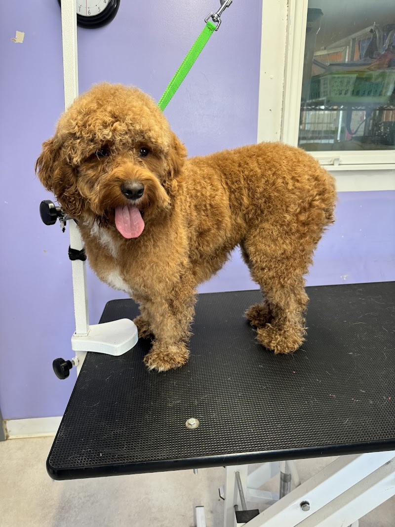 Dakotah's Doggy Daycare Hotel & Salon