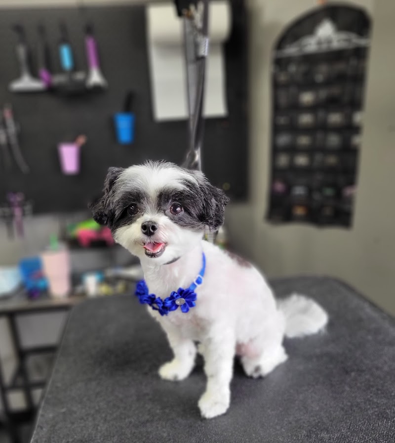 Creative K9 Pet Grooming