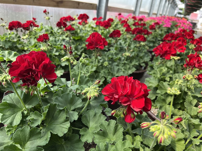 Pink Prairie Gardens