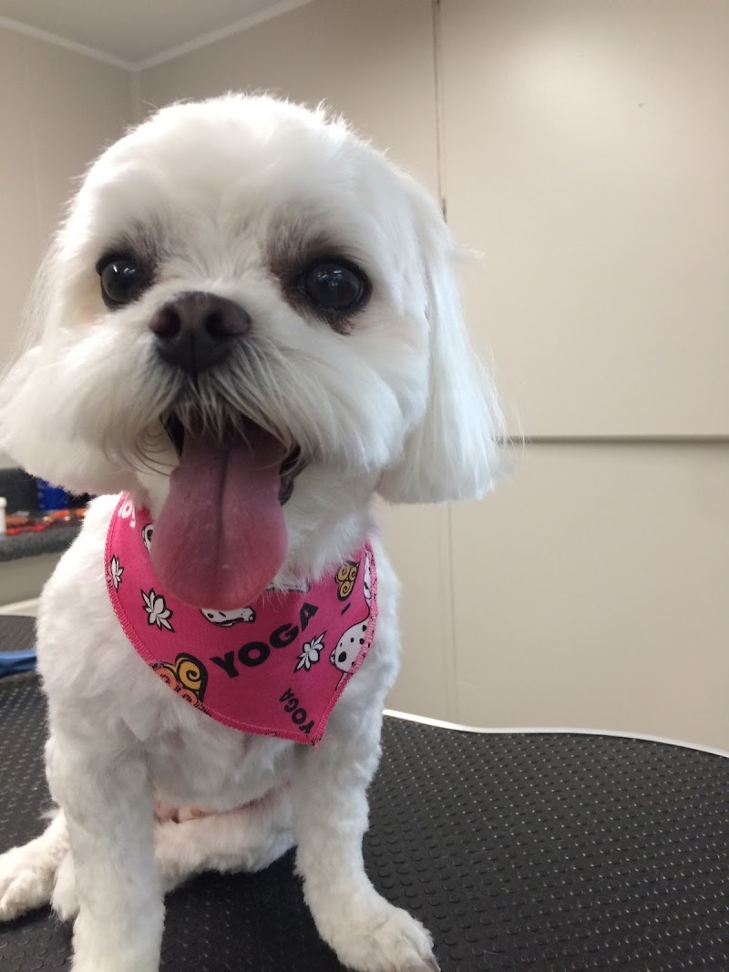 Unleashed Grooming Boarding Boutique