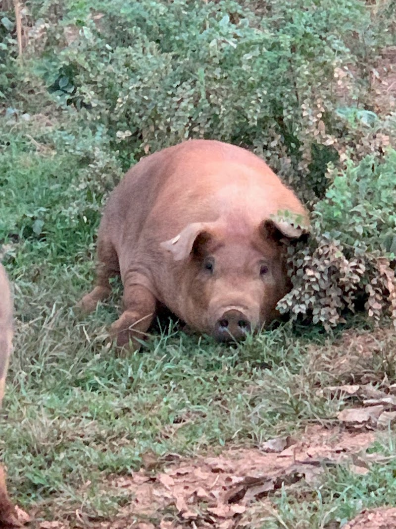 American Heritage Family Farm