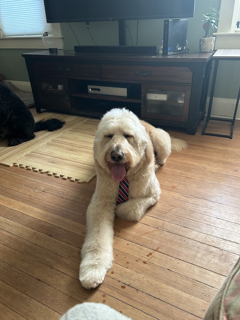 Diamond Dogs Groomer 