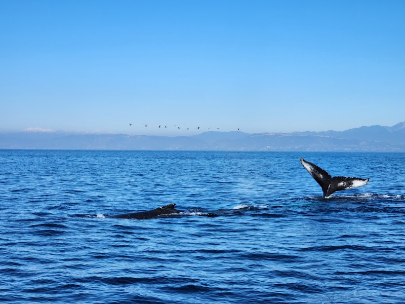 Capt. Dave's Dolphin & Whale Watching Safari