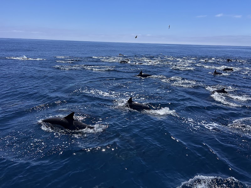 Dana Wharf Sportfishing & Whale Watching