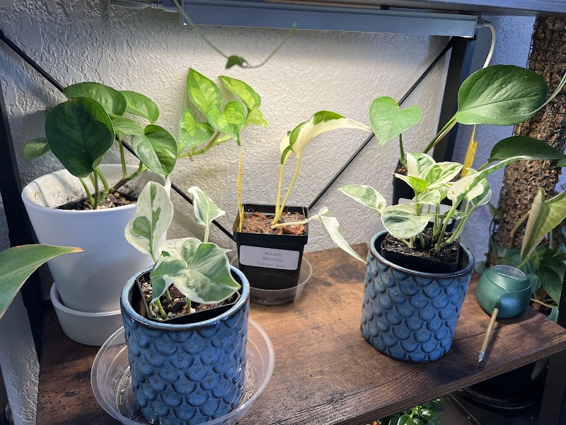 The Plant Dealer