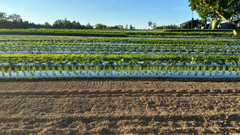 Linda Vista Farm