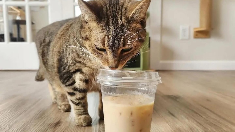 Good Day Cat Cafe