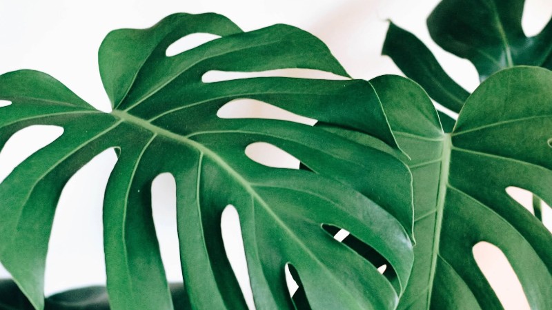 Flourish Plant Market