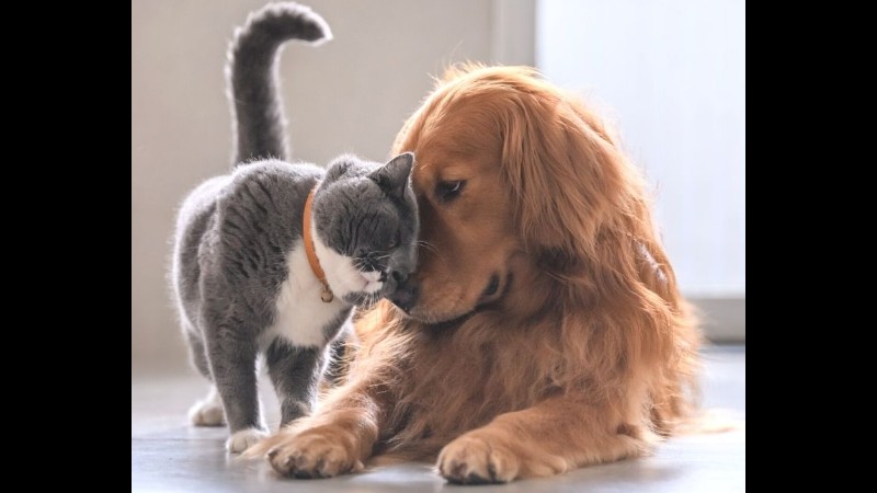 Giles County Animal Hospital